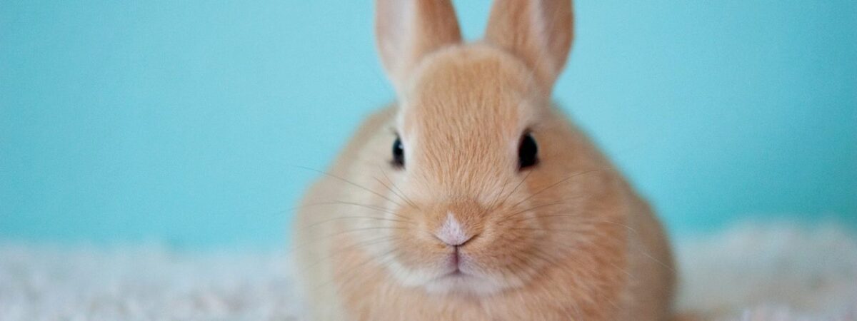 シルバニアファミリーについて調べてみた
