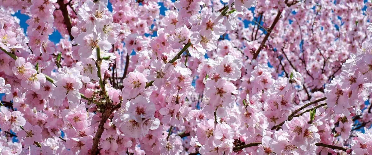 花見に持っていくと便利なグッズ・アイテムまとめ